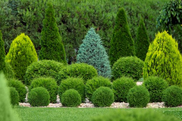 Cost of Bush Shaping Service in Las Cruces