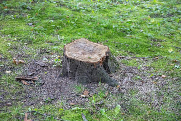 Cost of Bush Stump Removal in Las Cruces