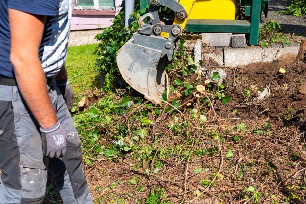 Cost of Hedge Removal Service in Las Cruces