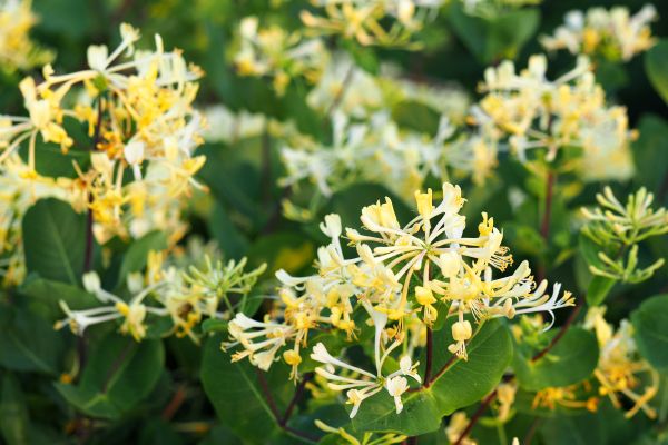 Cost of Honeysuckle Removal in Las Cruces