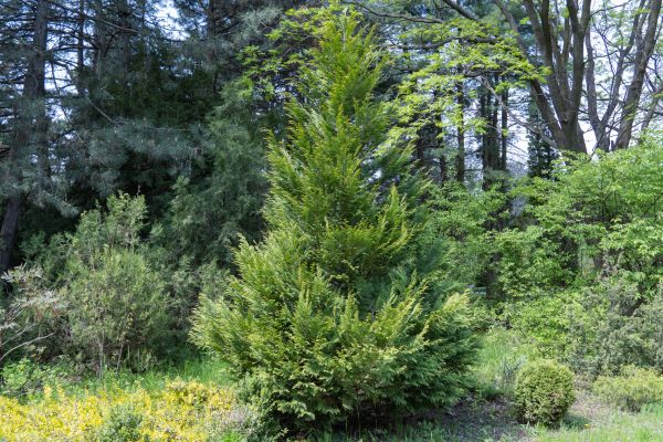 Cost of Juniper Pruning in Las Cruces