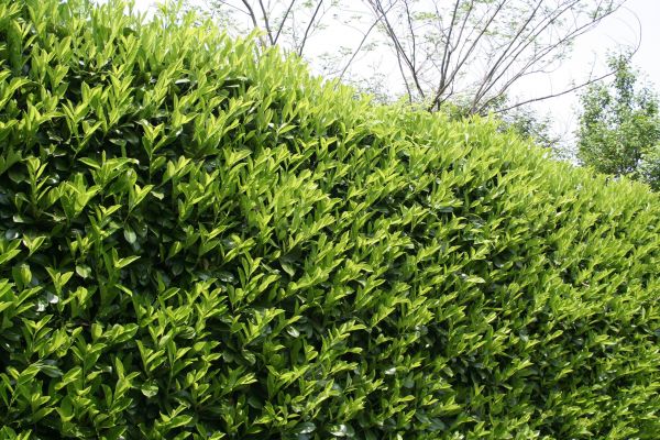 Cost of Laurel Removal in Las Cruces