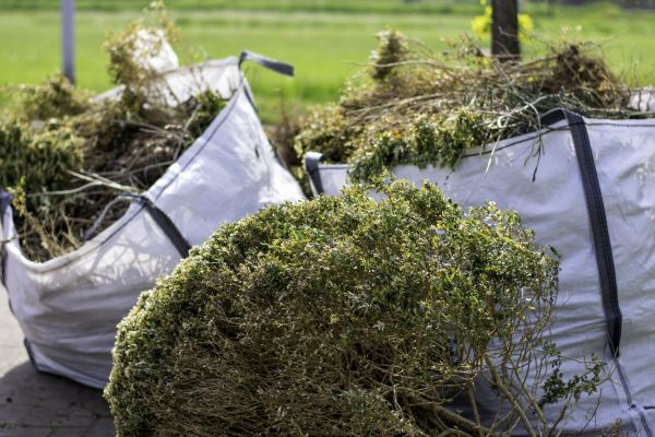 Cost of Plant Removal Service in Las Cruces