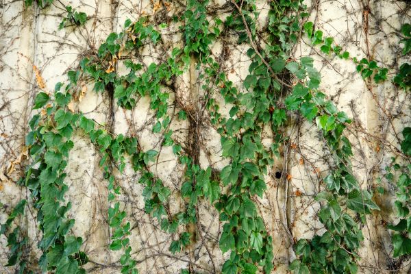 Cost of Vine Removal Service in Las Cruces