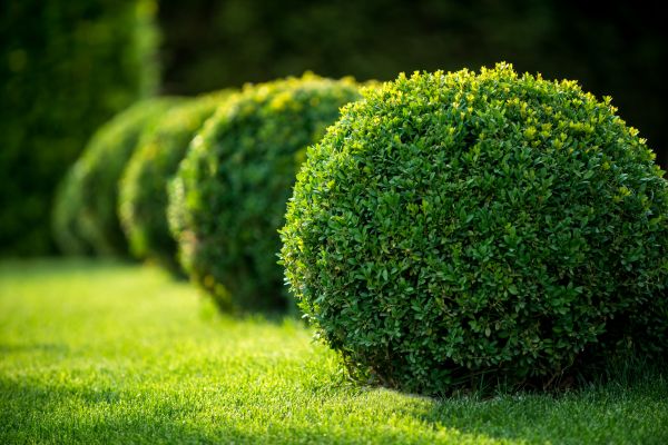 Cost of Bush Pruning in Las Cruces
