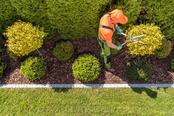 Cost of Topiary Trimming in Las Cruces
