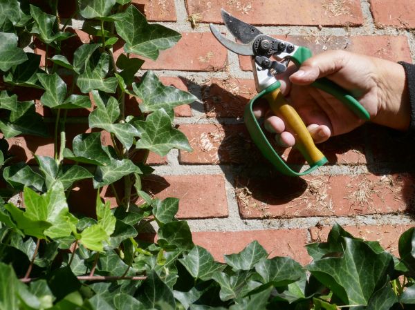 Cost of Ivy Removal Service in Las Cruces