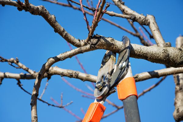 Cost of Selective Pruning in Las Cruces