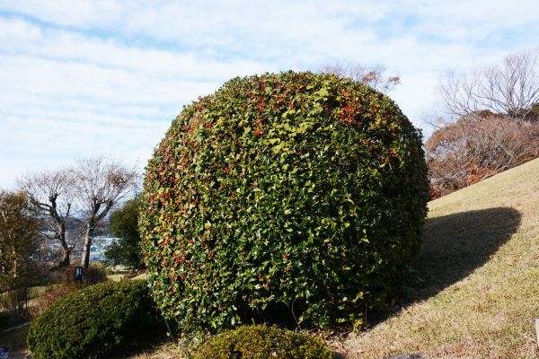 Cost of Holly Trimming in Las Cruces
