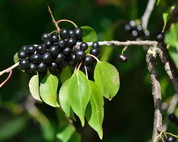 Cost of Buckthorn Removal in Las Cruces