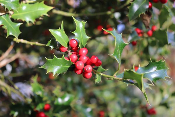 Cost of Holly Tree Trimming in Las Cruces