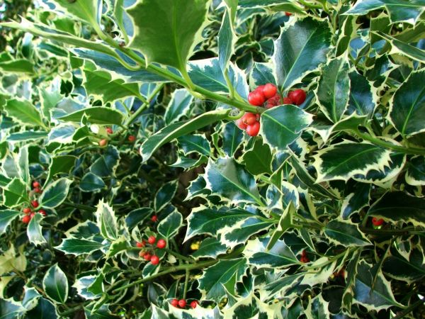Cost of Holly Bushes Trimming in Las Cruces