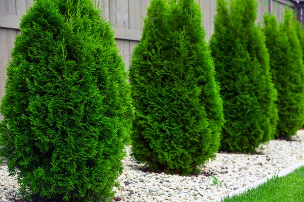 Cost of Arborvitae Removal in Las Cruces