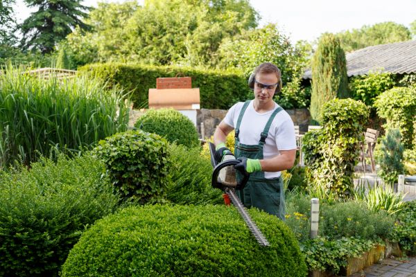 Cost of Shrubs Trimming in Las Cruces
