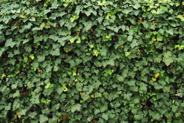 Cost of Ivy Pruning service in Las Cruces