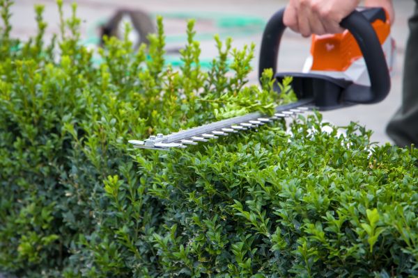 Cost of Evergreen Hedge Trimming in Las Cruces
