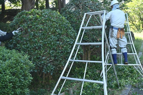 Cost of Holly Shaping in Las Cruces