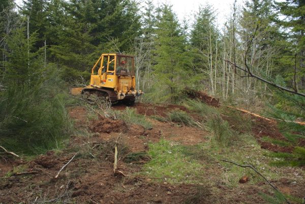 Cost of Shrubbery Clearing in Las Cruces