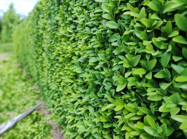 Cost of Boxwood Pruning in Las Cruces