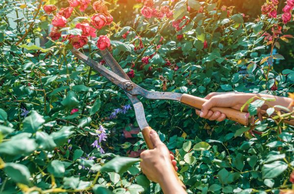 Cost of Knockout Roses Pruning in Las Cruces