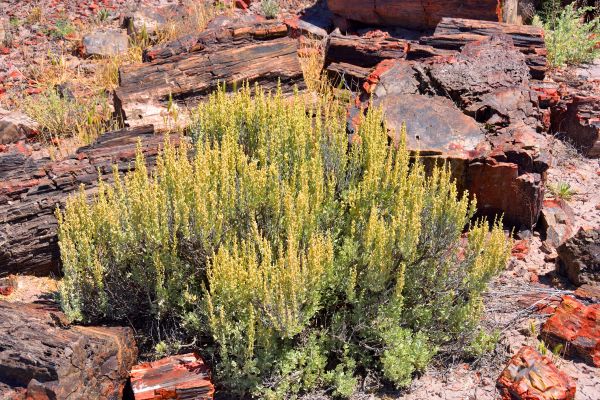 Cost of Sagebrush Removal in Las Cruces