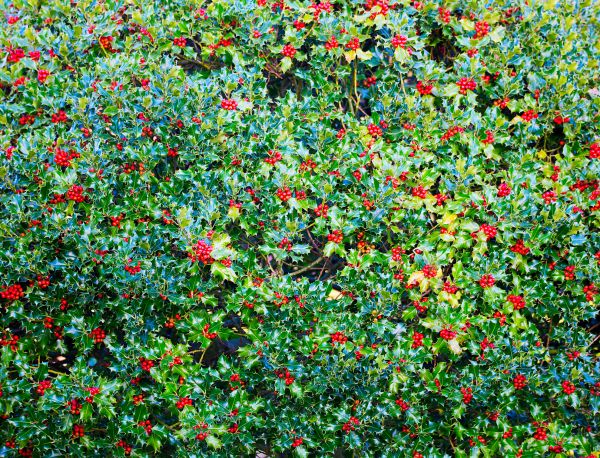 Cost of Holly Bush Removal in Las Cruces