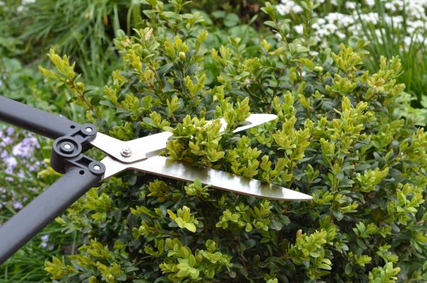 Cost of Boxwood Trimming in Las Cruces