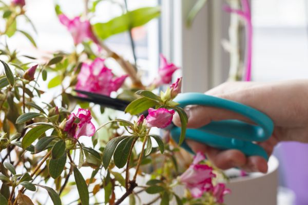 Cost of Azalea Pruning in Las Cruces