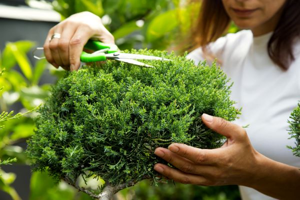 Cost of Juniper Shrub Pruning in Las Cruces