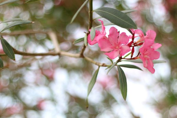 Cost of Oleander Removal in Las Cruces