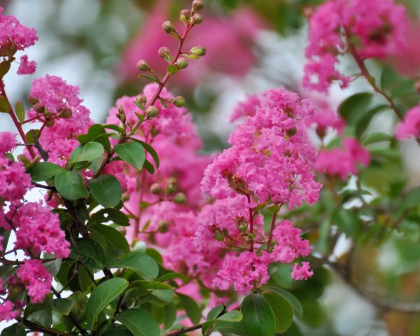Cost of Crepe Myrtle Removal in Las Cruces