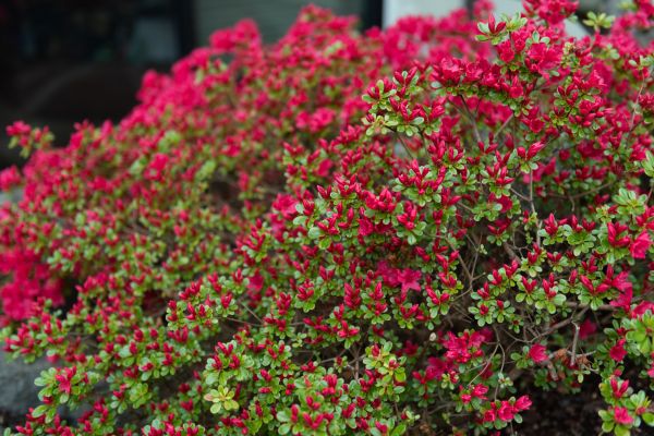 Cost of Weigela Removal Service in Las Cruces