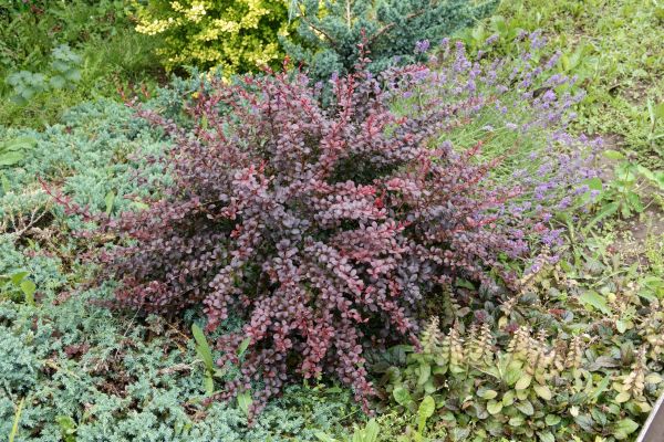 Cost of Japanese Barberry Removal in Las Cruces