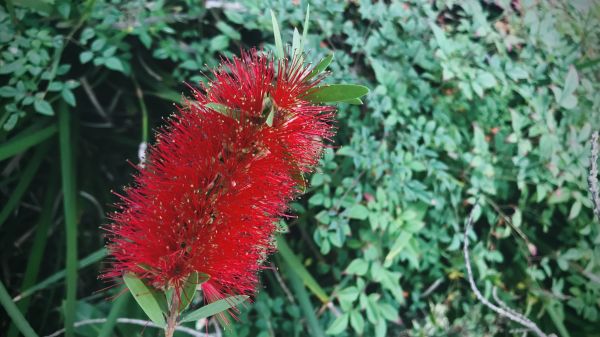 Cost of Bottlebrush Pruning in Las Cruces