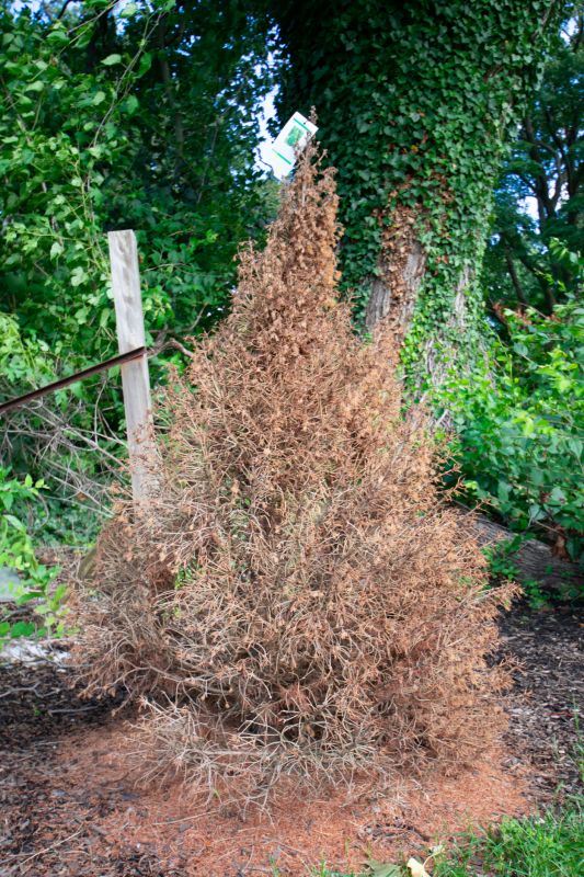 Dead Bush Removal
