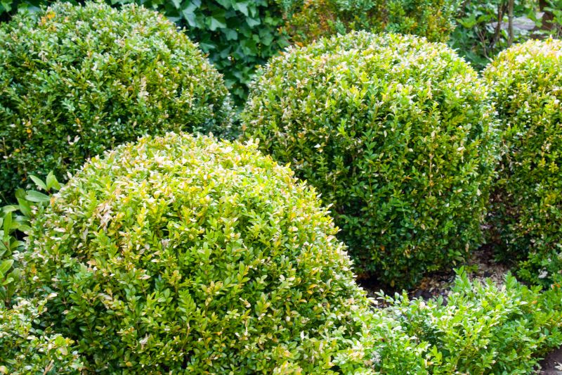 Seasonal Shrub Maintenance